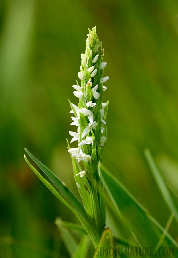 Spiranthes romanzoffiana [400 mm, 1/3200 sec at f / 8.0, ISO 1600]